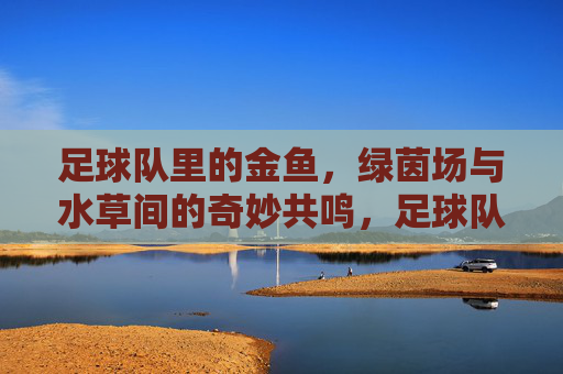 足球队里的金鱼,绿茵场与水草间的奇妙共鸣,足球队里的金鱼,绿茵场与水草间的奇妙共鸣