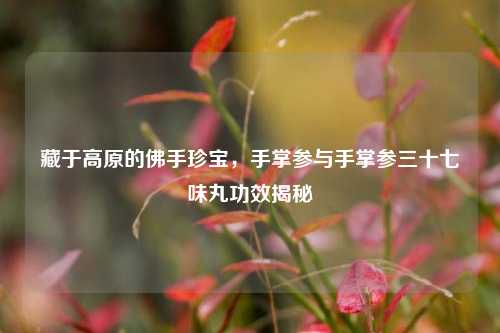 藏于高原的佛手珍宝,手掌参与手掌参三十七味丸功效揭秘