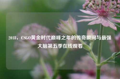 2018，CSGO黄金时代巅峰之年的传奇瞬间与最强大脑第五季在线观看