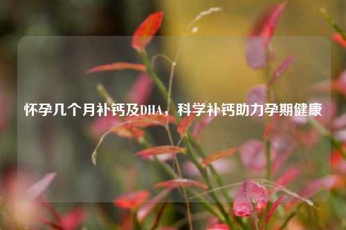怀孕几个月补钙及DHA,科学补钙助力孕期健康