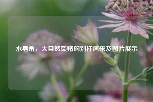 水皂角,大自然馈赠的别样风采及图片展示